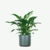 Aralia Ming